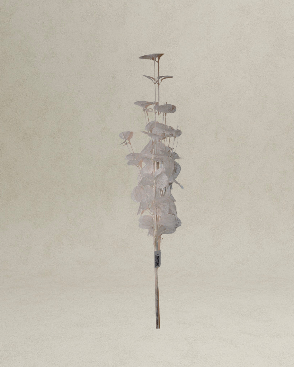 Kunsttak Stem Euca Cinerea