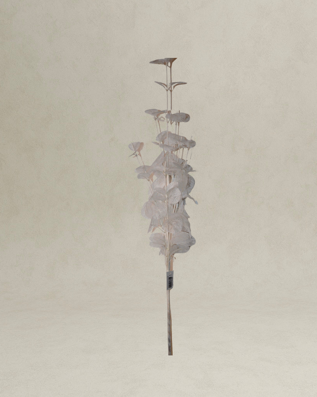 Kunsttak Stem Euca Cinerea