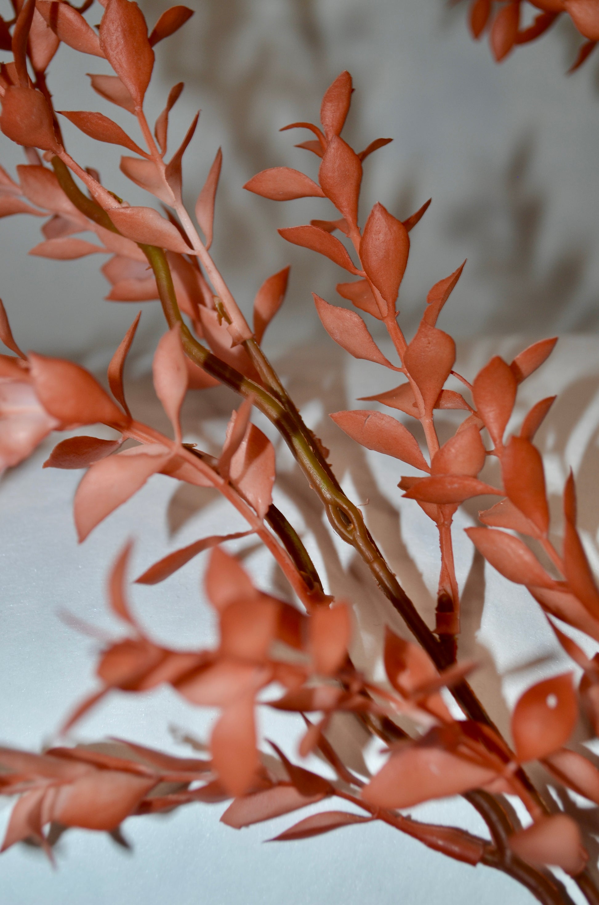 Kunsttak Ruscus